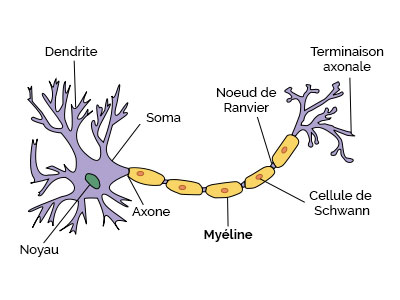 Axones et myéline